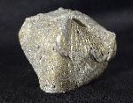 Paraspirifer bownockeri (STEWART 1927) - Bild &copy; FossNet FossilienStore